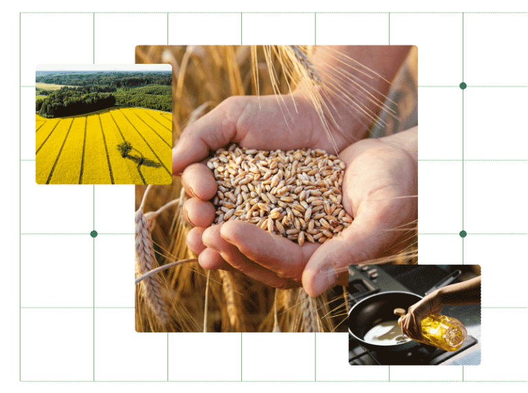 The hands of a farmer close-up holding a handful of wheat grains in a wheat field