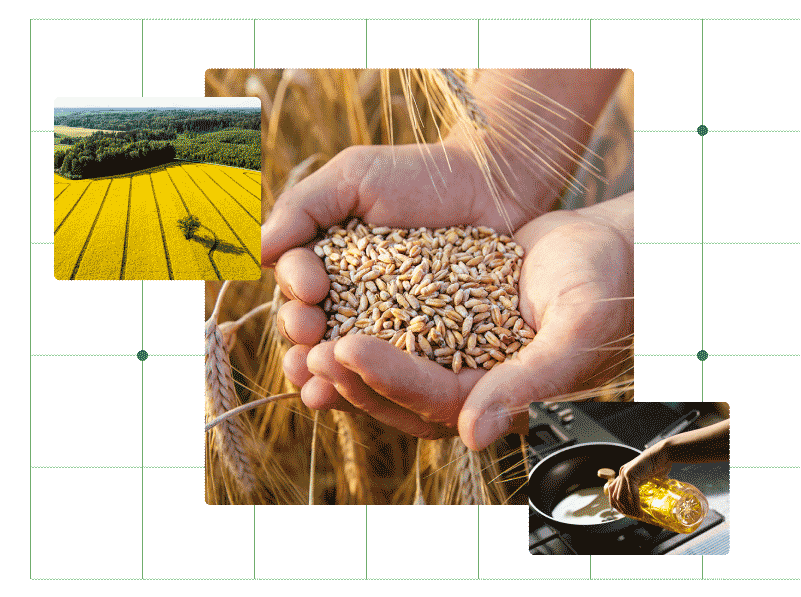 The hands of a farmer close-up holding a handful of wheat grains in a wheat field