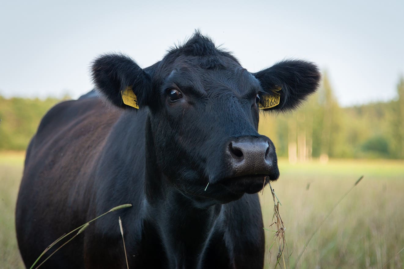 Black angus cow