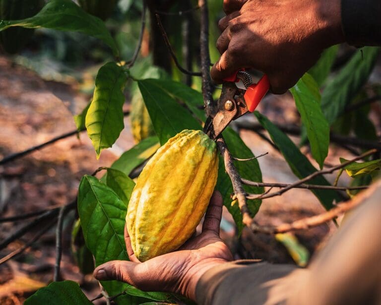 Close-up hands of a cocoa farmer using pruning shears to cut a cocoa pod