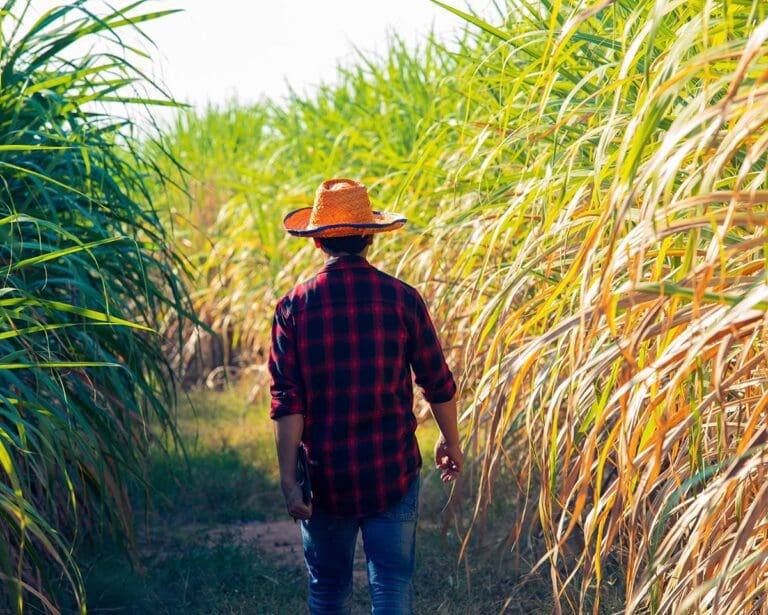 Farmer walking through sugarcane