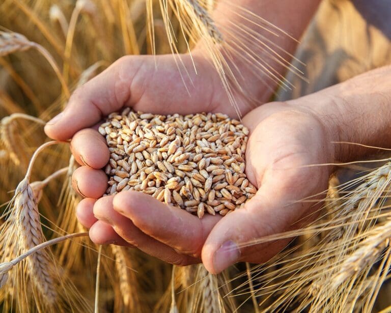 The hands of a farmer close-up holding a handful of wheat grains in a wheat field