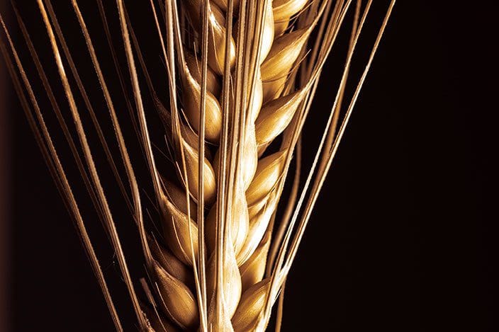 Barley ear bristle on black background