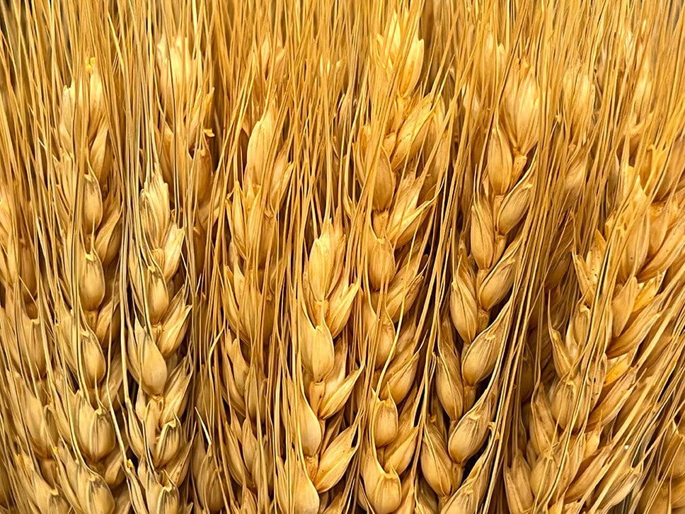 Wheat closeup in full frame