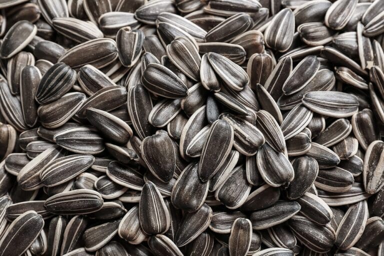 Texture of sunflower seeds