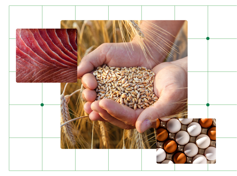 The hands of a farmer close-up holding a handful of wheat grains in a wheat field