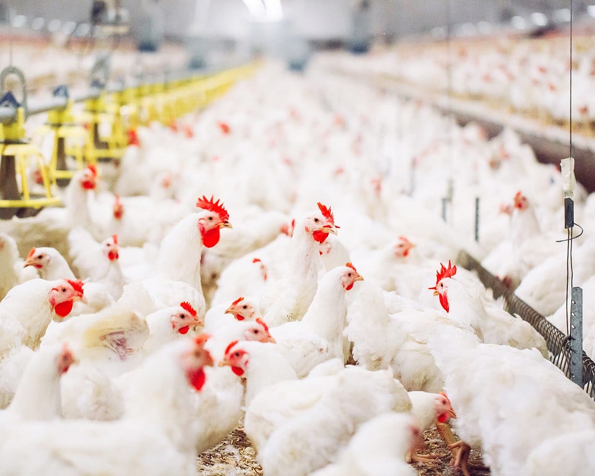 Indoors chicken farm