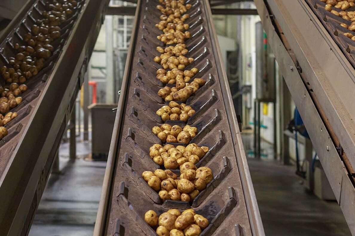 Belt conveyor lines with potatoes