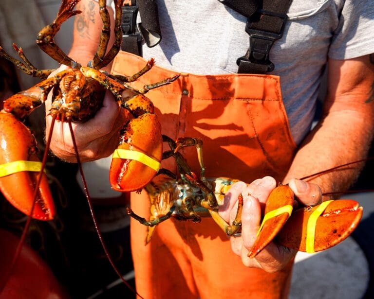 Man holding two yellow banded lobsters