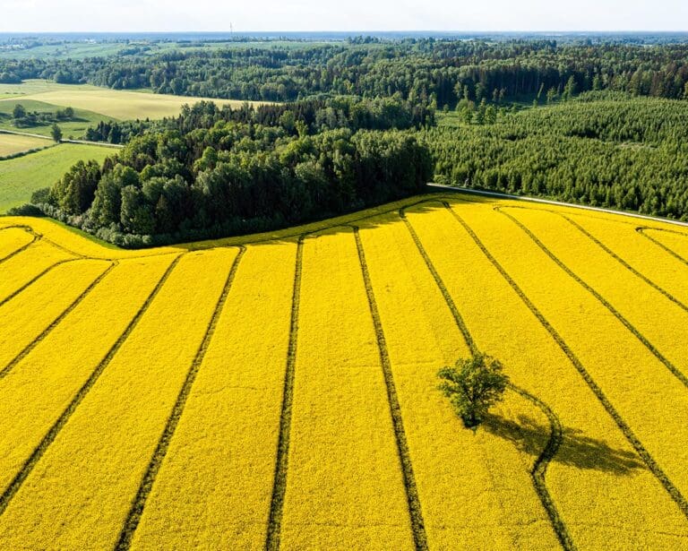 Green trees in the middle of a large flowering yellow rapeseed field