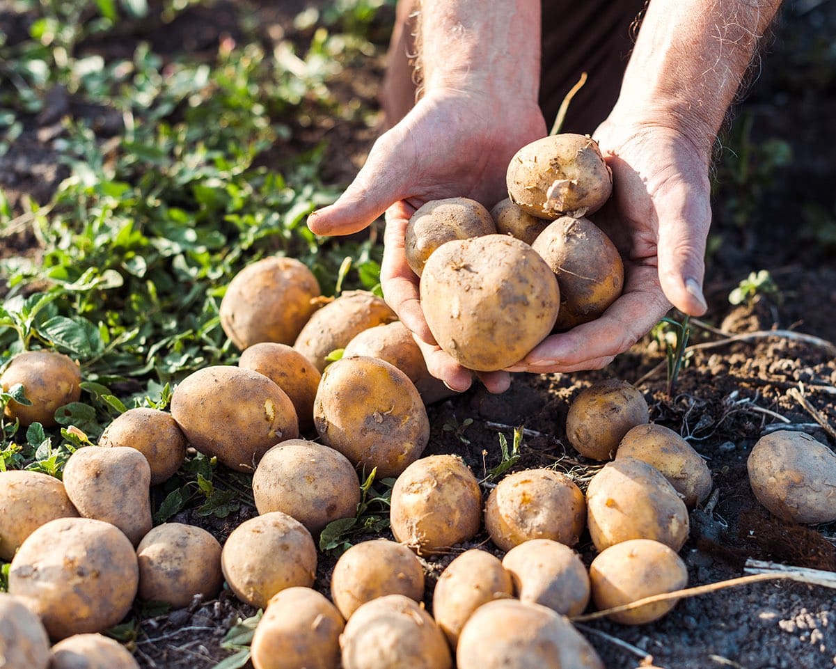 Cropped view of farmer holding potatoes