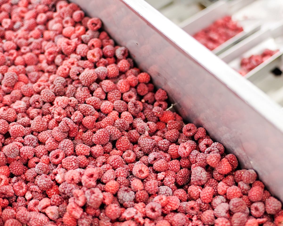 Frozen red raspberries in sorting and processing machines