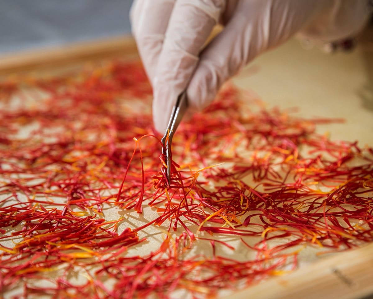 Worker with gloves and pincers preparing saffron