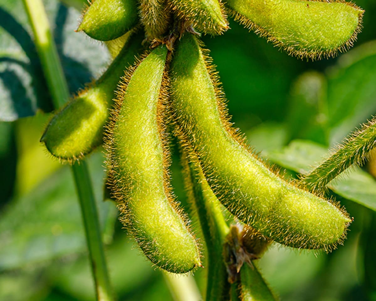 Green Soybean pods