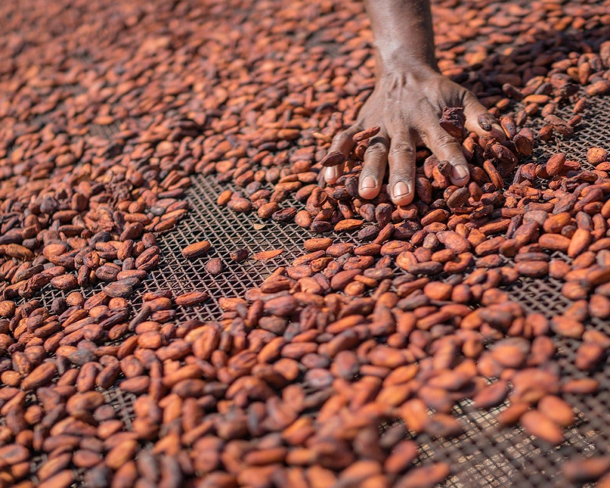 Cocoa beans sun drying on a farm