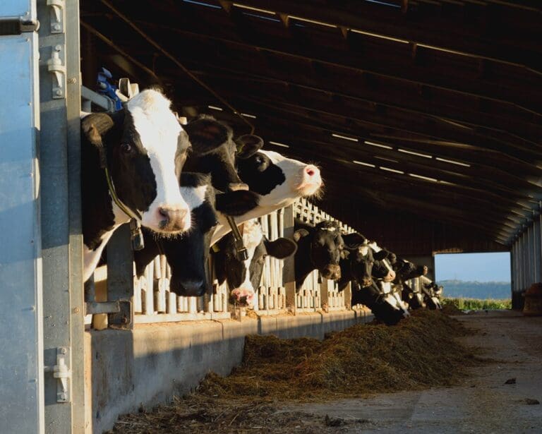 Cows in a barn on a farm